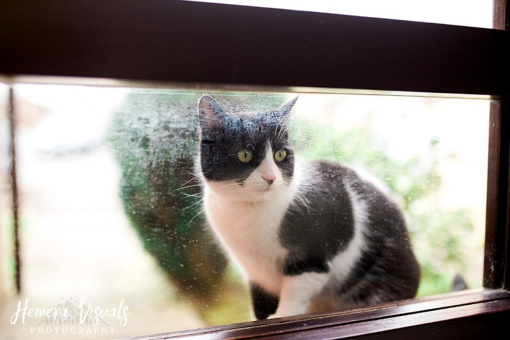 Dumfries Home engagement shoot cat